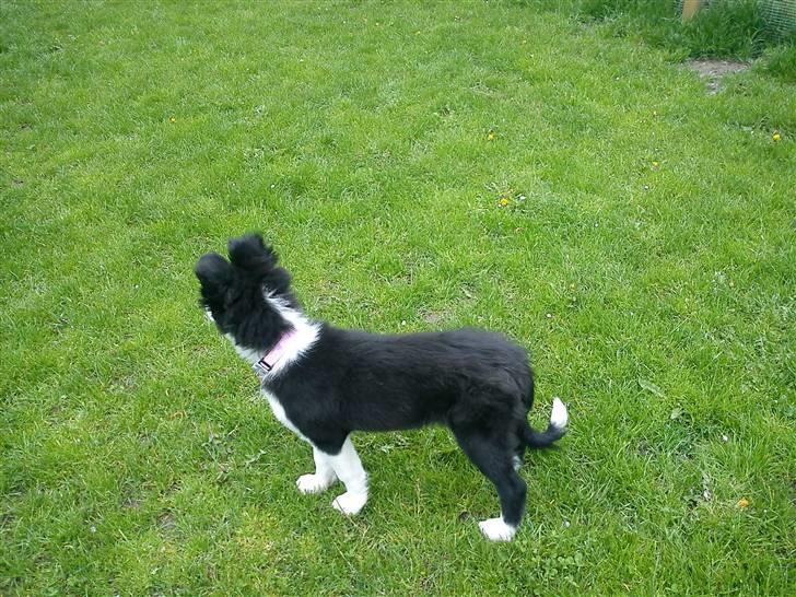 Border collie Bailey  billede 4