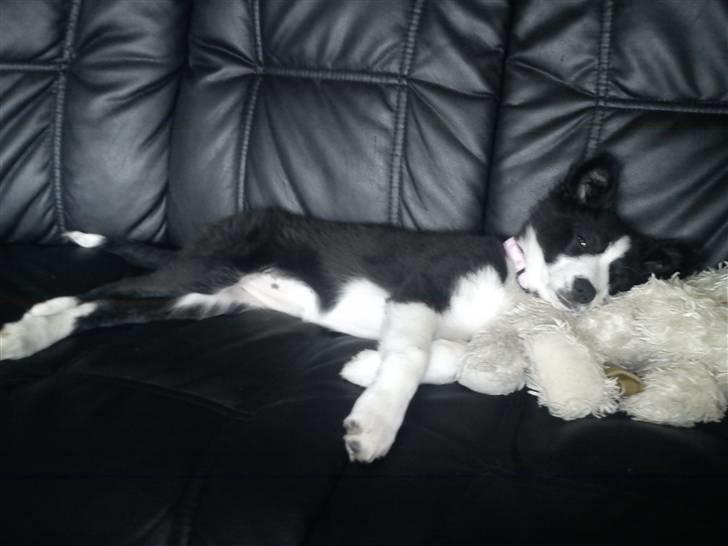 Border collie Bailey  billede 5
