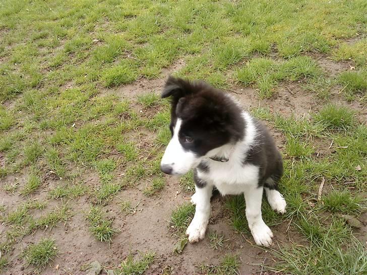 Border collie Bailey  billede 6