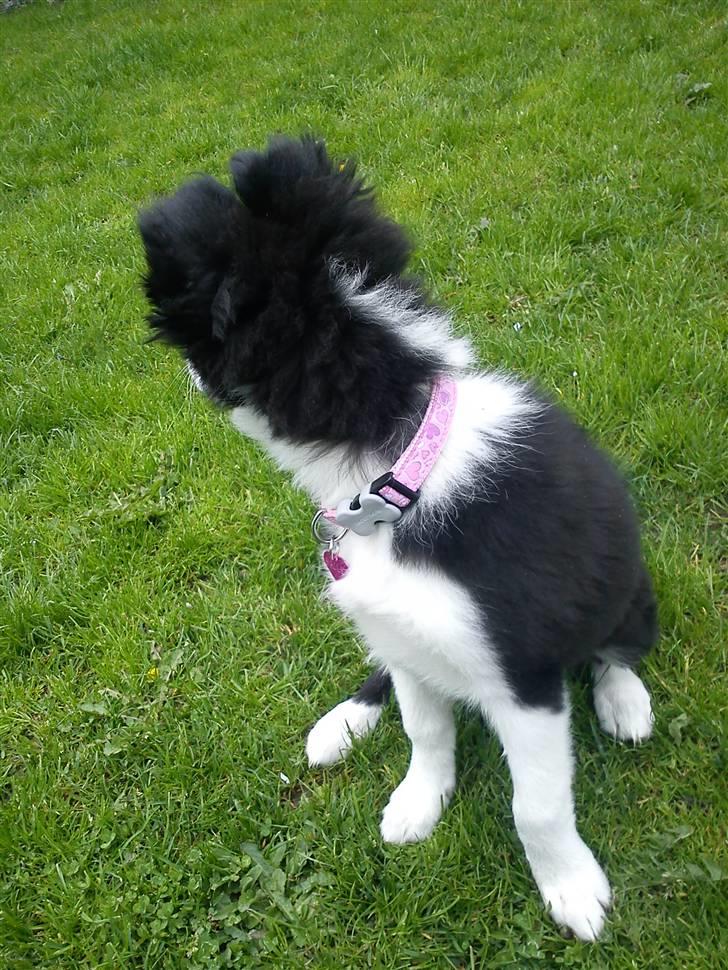 Border collie Bailey  billede 7