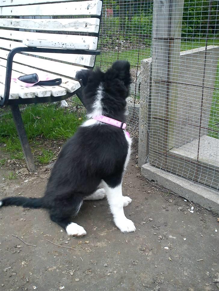 Border collie Bailey  billede 8