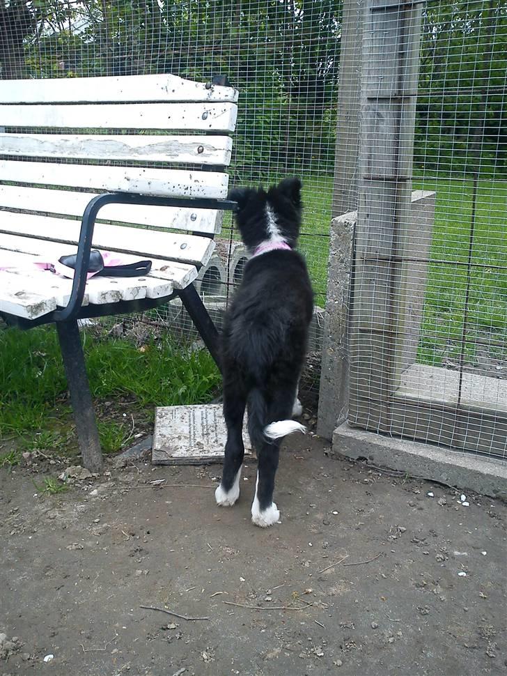 Border collie Bailey  billede 9
