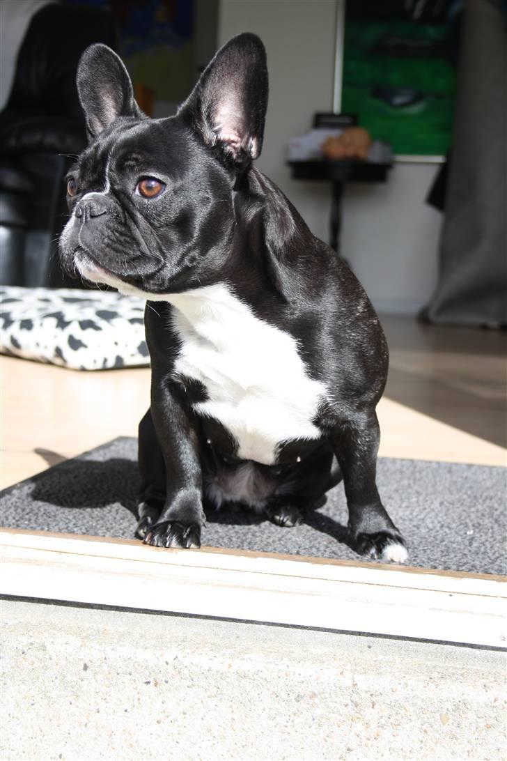 Fransk bulldog Zia billede 15