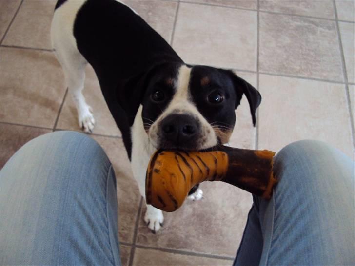 Dansk svensk gaardhund Max - Vil du ikk´ lege med mig!? :D billede 6