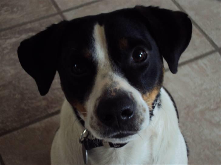 Dansk svensk gaardhund Max billede 7