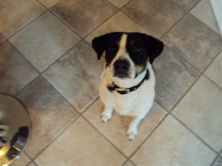 Dansk svensk gaardhund Max billede 8