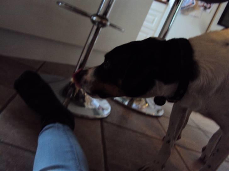 Dansk svensk gaardhund Max billede 9