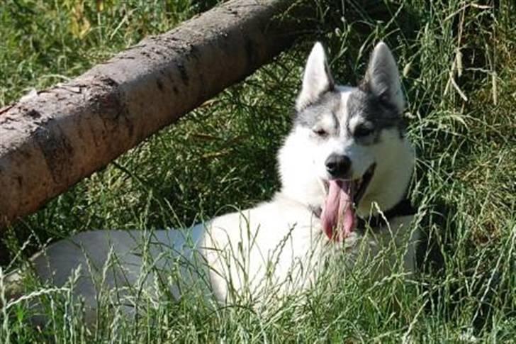 Siberian husky Krølle bølle Avia billede 1