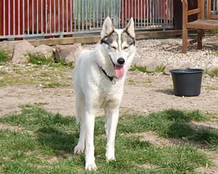 Siberian husky Krølle bølle Avia billede 2
