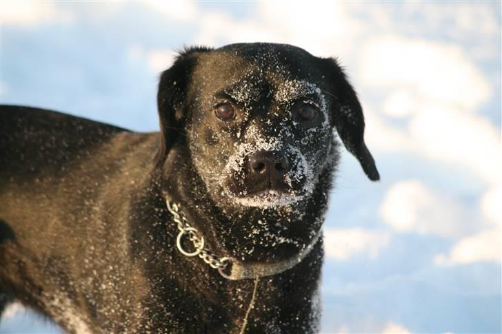 Blanding af racer Humle billede 1