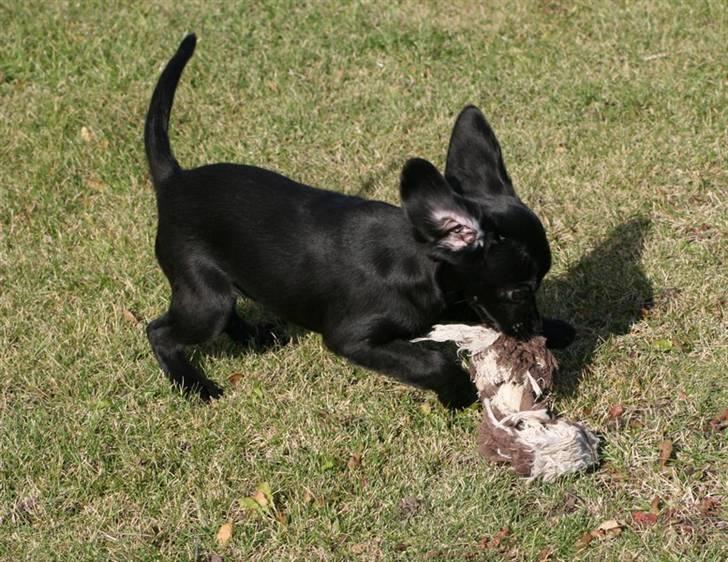 Blanding af racer Humle billede 2