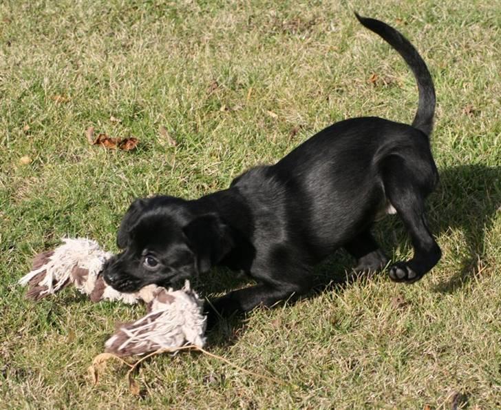 Blanding af racer Humle billede 3