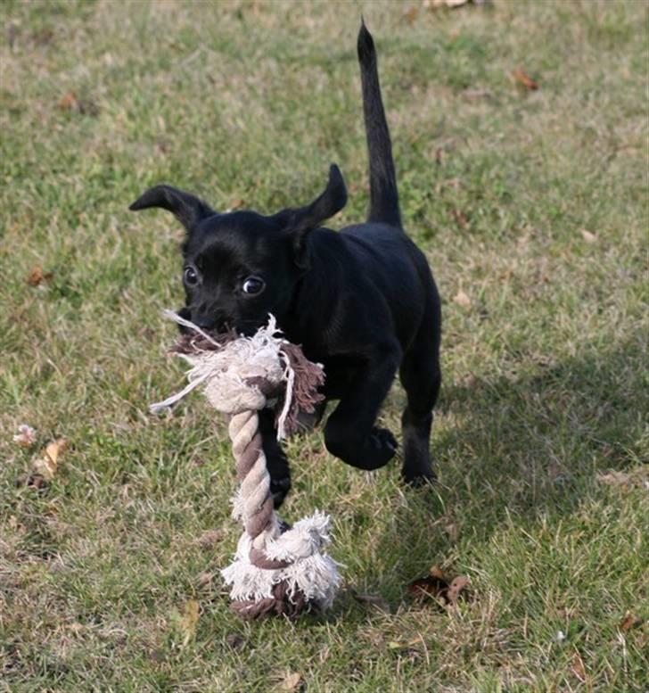 Blanding af racer Humle billede 4