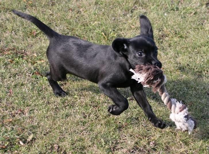 Blanding af racer Humle billede 5