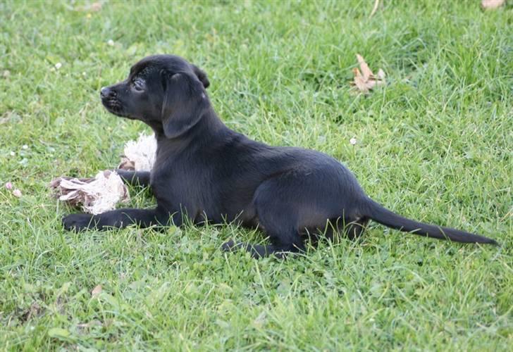 Blanding af racer Humle billede 6