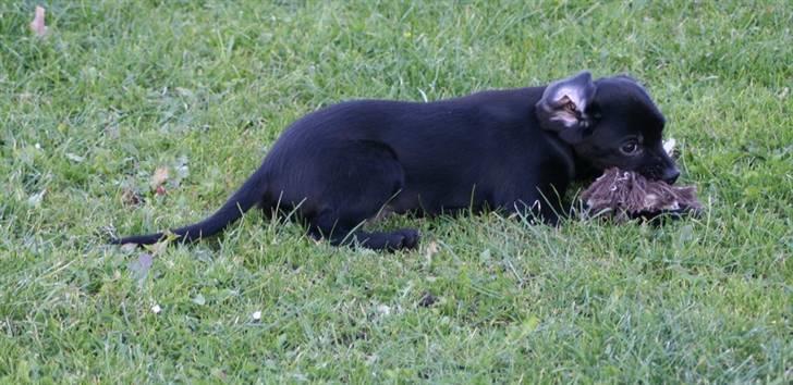 Blanding af racer Humle billede 7