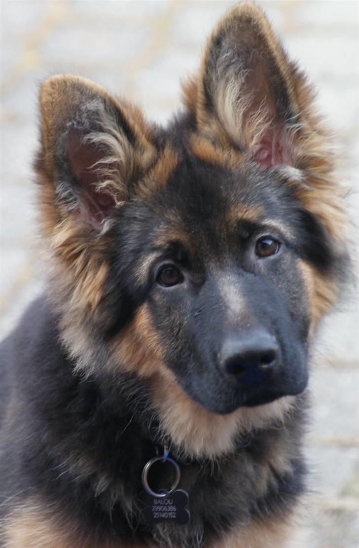 Schæferhund Balou - Balou billede 1