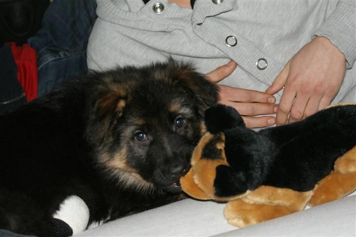 Schæferhund Balou - Min yndlingsbamse! billede 2