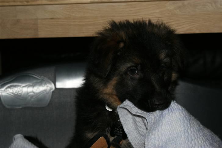 Schæferhund Balou - Mmm det er en go sutteklud.. billede 3