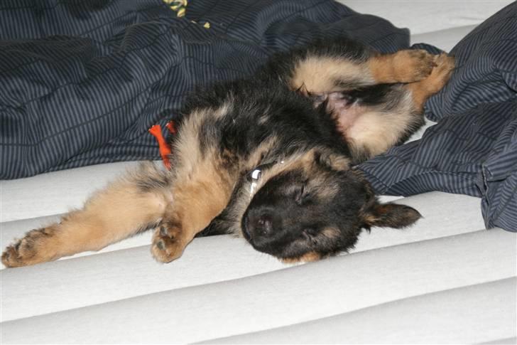 Schæferhund Balou - Ahhhh. Det her er livet:) billede 4