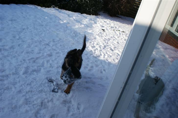 Schæferhund Balou - Se hvad jeg har fundet, mor... billede 5