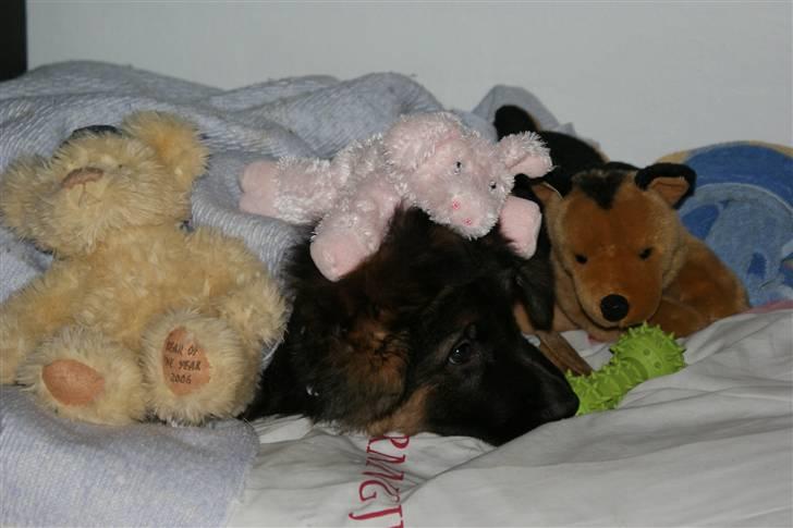 Schæferhund Balou - I kan ikke finde mig:) billede 6