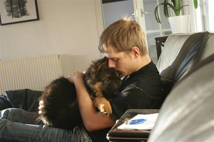 Schæferhund Balou - Dejligt at putte med far. billede 7