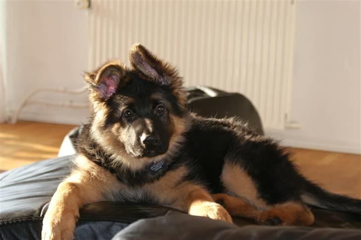 Schæferhund Balou - Tit tit.. billede 8