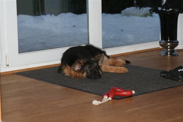 Schæferhund Balou - En velfortjent lur! billede 9