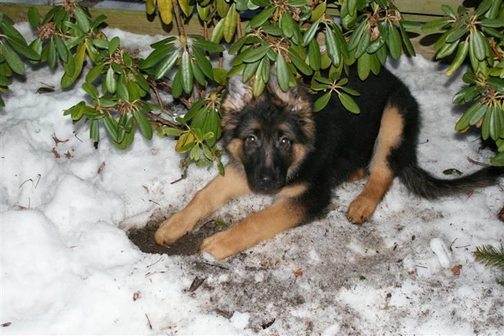 Schæferhund Balou - Mig? Jeg laver ikke noget... billede 10