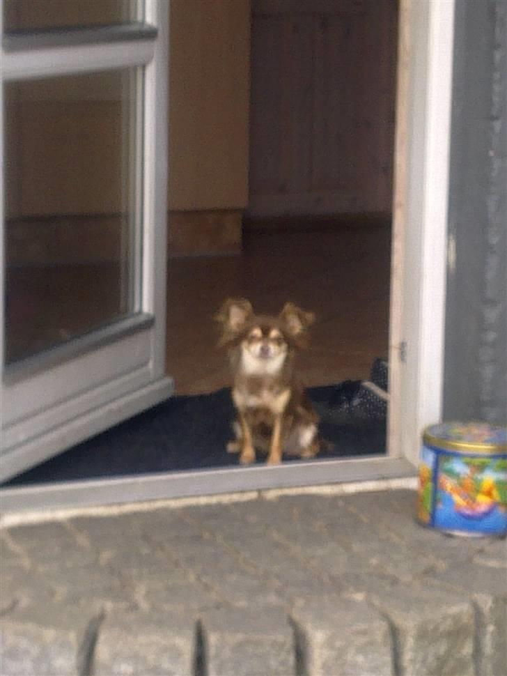 Chihuahua Cleo ( SNS PIA NYBYS CLEO - skal jeg virkelig ud nuuu??? det er jo såå koldt..  billede 6