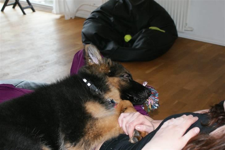 Schæferhund Balou - Helt udmattet.. Godt man kan putte hos mor. billede 11