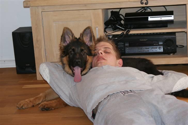 Schæferhund Balou - Er vi ikke bare søde? billede 12