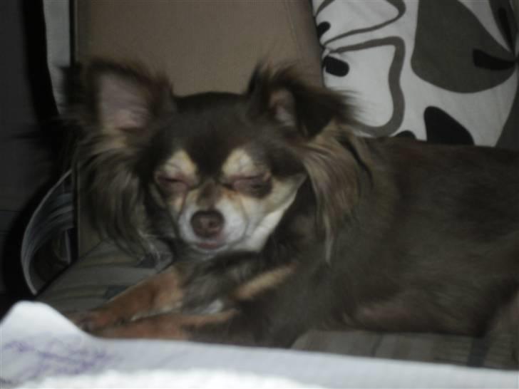 Chihuahua Cleo ( SNS PIA NYBYS CLEO billede 9