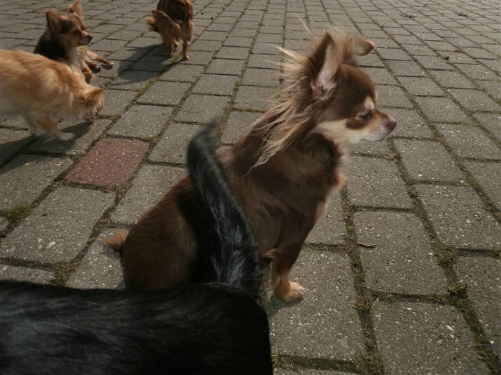 Chihuahua Cleo ( SNS PIA NYBYS CLEO billede 11