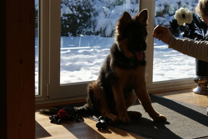 Schæferhund Balou - Er det en godbid du har der far? billede 13