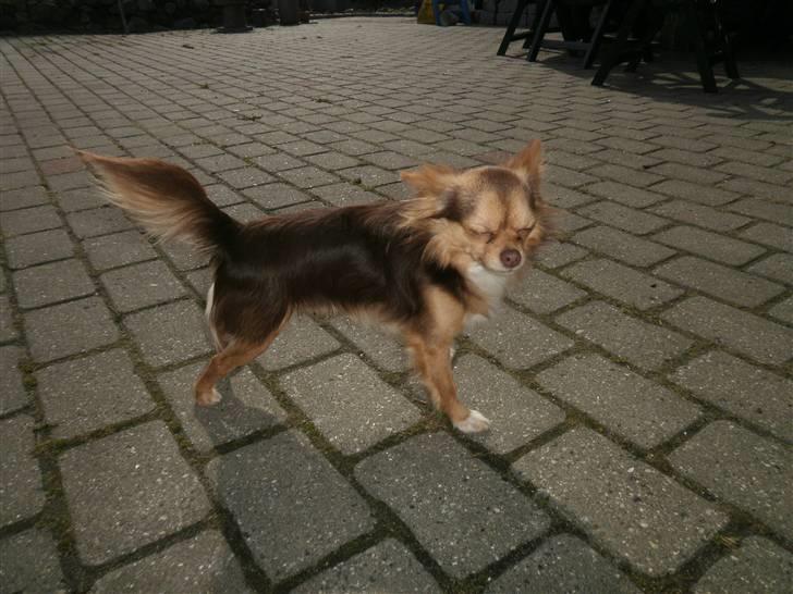 Chihuahua sns pia nyby's gizmo RIP - er jeg ikke floot.. billede 5