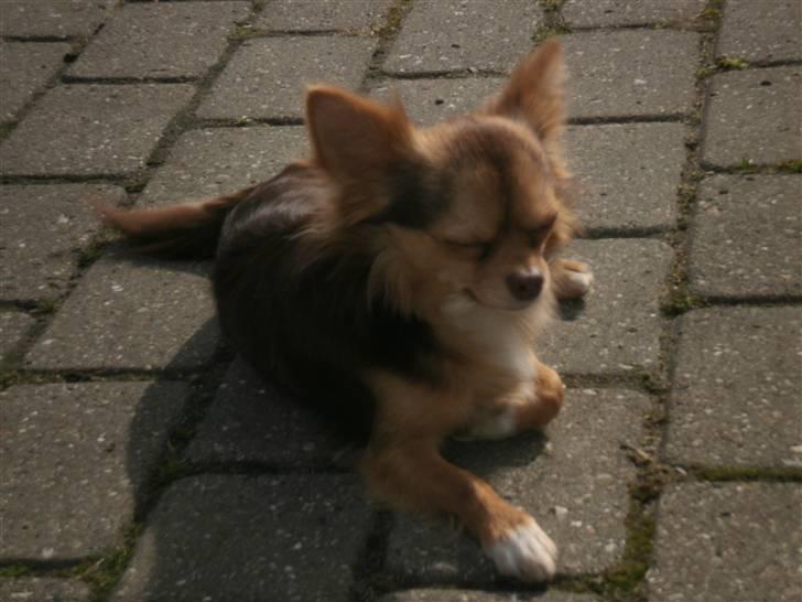 Chihuahua sns pia nyby's gizmo RIP - iih den sol går jo lige i øjnene billede 6