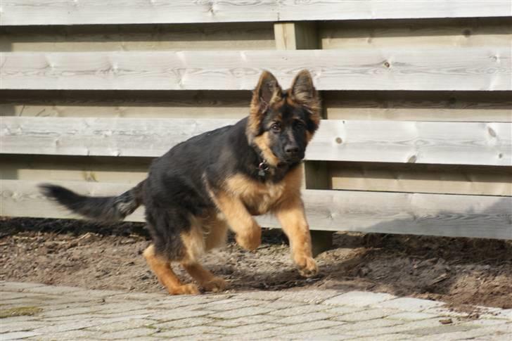 Schæferhund Balou - fuld fart frem... billede 14