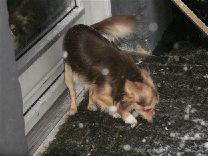 Chihuahua sns pia nyby's gizmo RIP - iih.. det koldt det sne billede 7