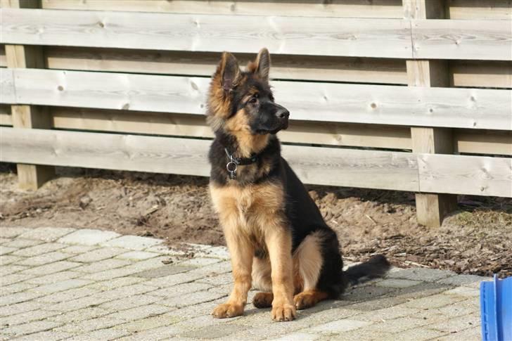 Schæferhund Balou - Hov.. hvad er det? billede 15