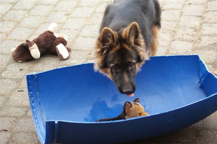 Schæferhund Balou - Bamse skal lige vaskes:) billede 16