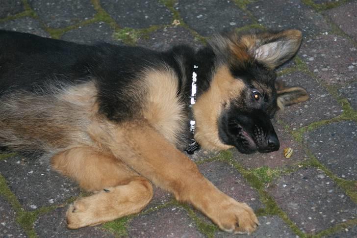 Schæferhund Balou - Øj et sjovt lille dyr jeg har fundet.. billede 17