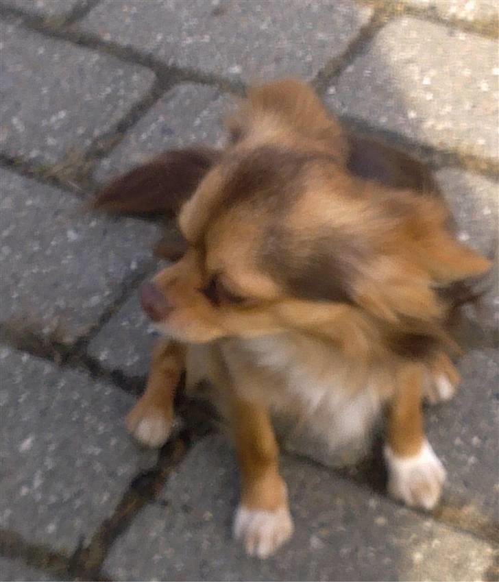 Chihuahua sns pia nyby's gizmo RIP billede 8