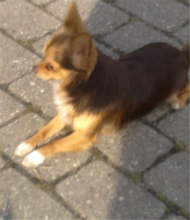 Chihuahua sns pia nyby's gizmo RIP billede 9