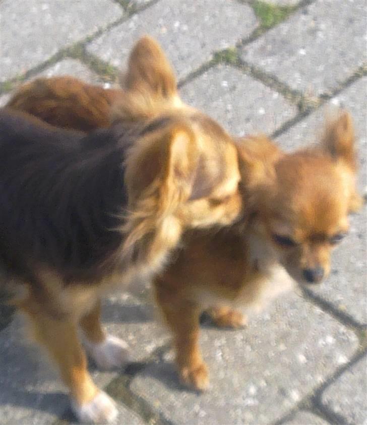 Chihuahua sns pia nyby's gizmo RIP - mig og lina elsker bare hinanden..:O) billede 10