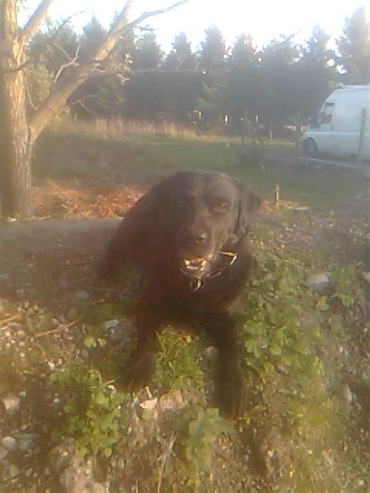 Labrador retriever Mickey billede 1