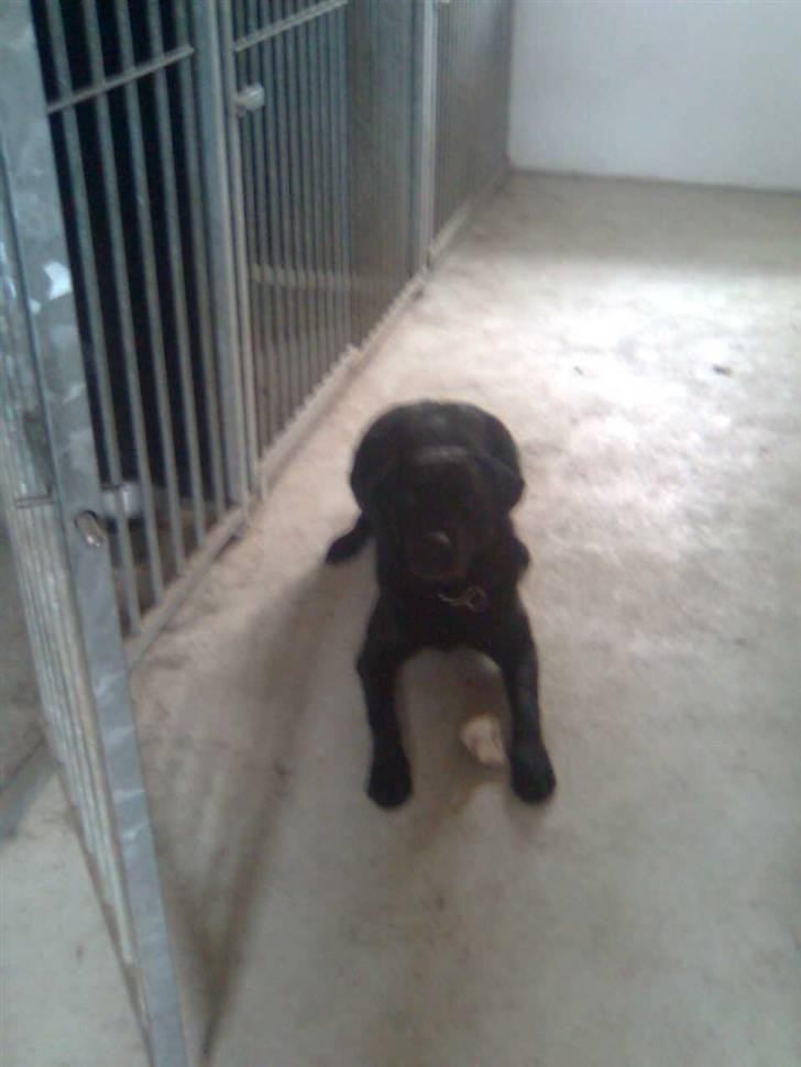Labrador retriever Mickey billede 2