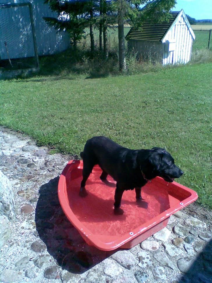 Labrador retriever Mickey billede 3