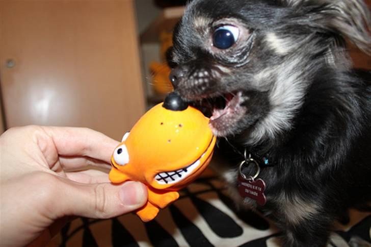 Chihuahua Kiwi - Pivedyr er bare så sjove... billede 13